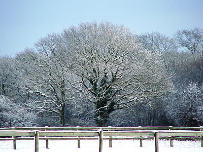 śnieg, drzewo, Kent, zimowe, Anglia, Natura, pole