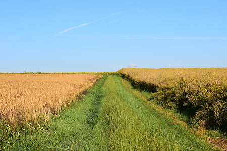 Lane, landbouw, graan velden, zomer, natuur, achtergrond, weg