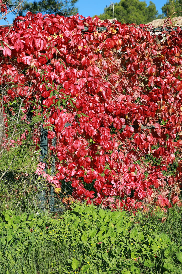 na podzim, listoví, Příroda, listy, podzimní krajina, světlo, Barva