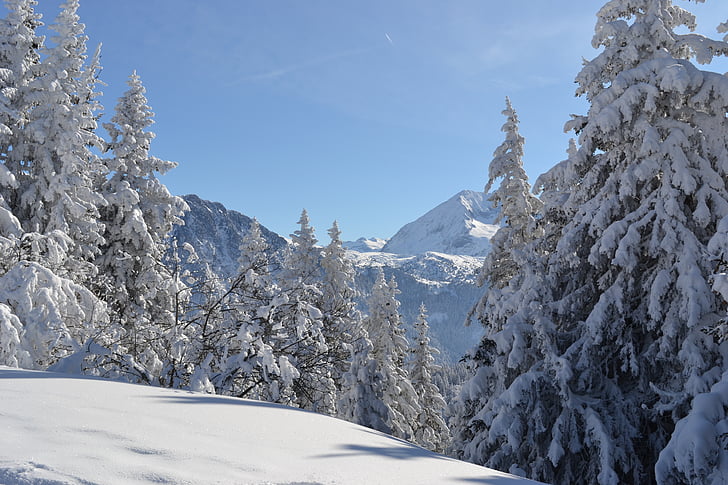 fir, snow, white, mountain, snowy, landscape, winter