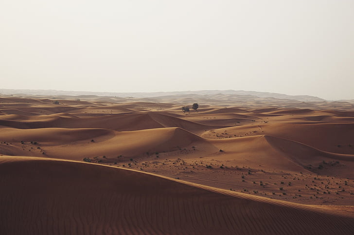 desert, sand, gray, clouds, landscape, tree, trees