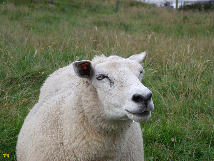 pecore, Norvegia, prato, azienda agricola, lana, animale, agricoltura