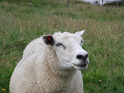 овцы, Норвегия, Прато, ферма, шерсть, животное, Сельское хозяйство