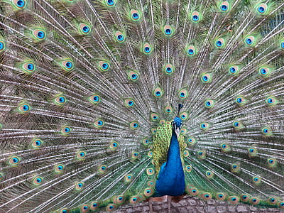 peacock, bird, plumage, color, colorful, feather, creature