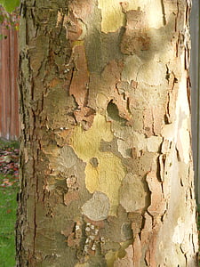 Platan, bark, London Platan, Sycamore, platanaceae, träd, trunk