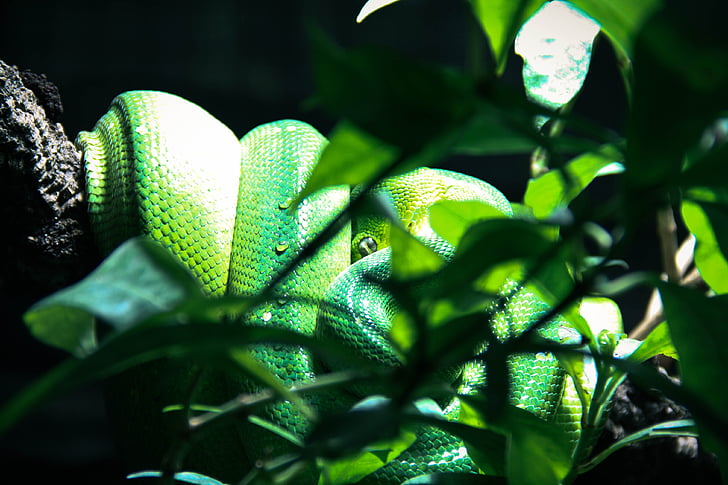 slange, terrarium, grønn