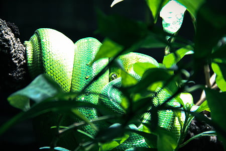 gyvatė, terariumas, žalia