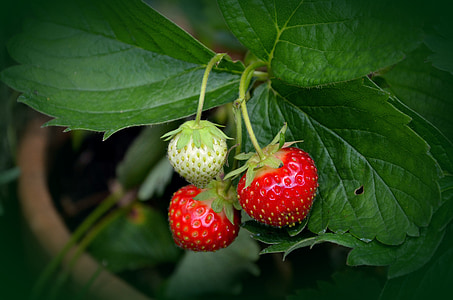 strawberry plant, strawberries, mature, red, immature, berry, nature