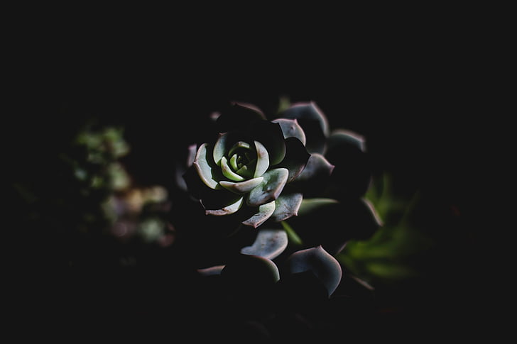mørk, plante, blad, blomst, natur, blå, refleksion