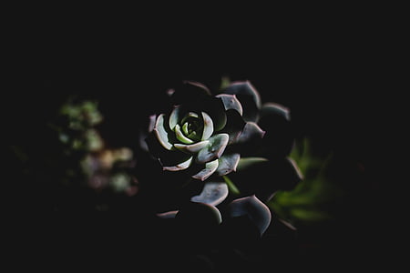 escuro, planta, folha, flor, natureza, azul, reflexão