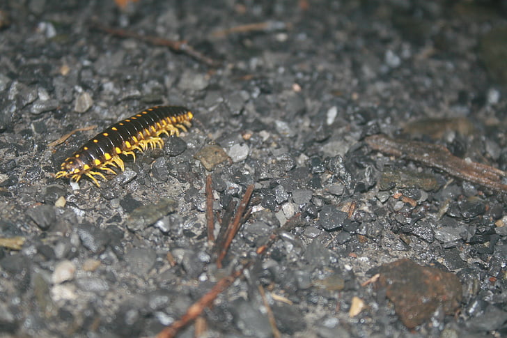 caterpillar, insect, gravel, yellow, black, bug, wildlife