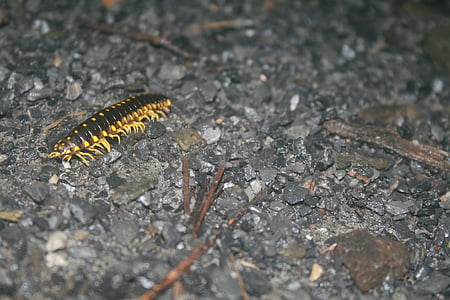 Caterpillar, insekt, grus, gul, svart, feil, dyreliv