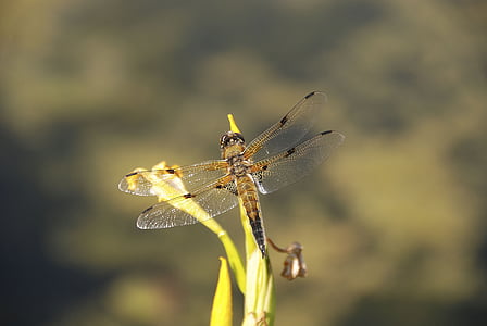 Dragonfly, insect, sluiten, natuur, vleugel, vlucht insect, schepsel