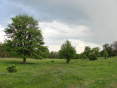 Glade, arbres, Meadow, arbre, domaine, herbe, paysage