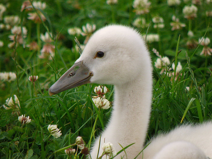 Swan, Cub, fågel, gräsmatta, vit, huvud, naturen