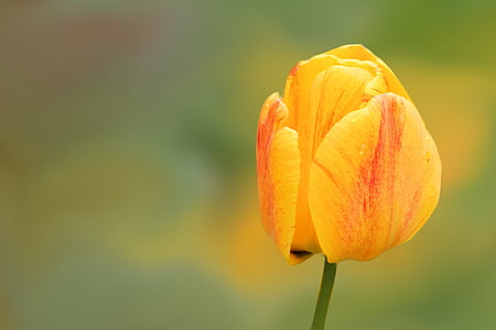 květ, květ, Bloom, žlutá, Tulipán, jaro, okvětní lístek