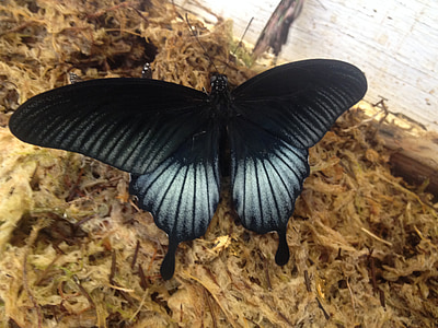 пеперуда, насекоми, безгръбначни, природата, крило, дива природа