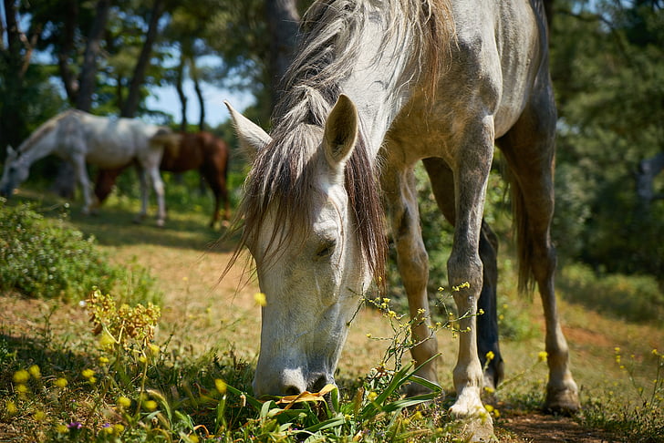 horse, animal, nature, thoroughbred horse, white horse, grassland, cute