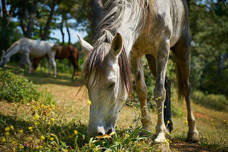 кон, животните, природата, чистокръвен кон, бял кон, пасища, Сладък