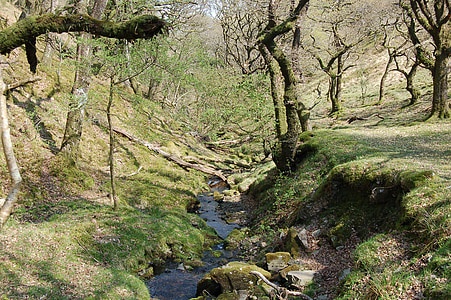 skov, træer, Stream, løvfældende, Exmoor, Park, skov