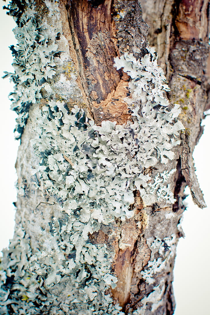 Parmelia sulcata, lichen, tresse de feuille, tresse de l’arbre, sulcatflechte, bleu gris, folioles