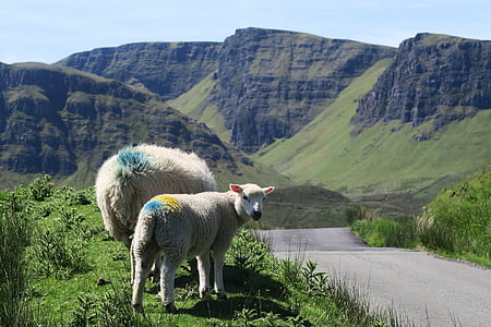 blanc, moutons, photographie, animal, herbe, montagne, agneau