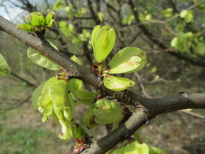 Ulmus minor, Olmo di campo, frutta, macro, semi, albero, ramo