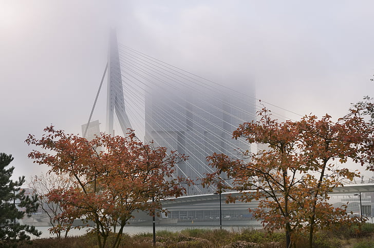 Rotterdam, mlha, most Erasmus, Most
