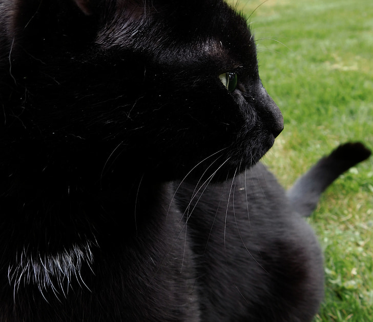 mačka, črna mačka, osredotočena, laske, ljubko, mieze, črna mucka