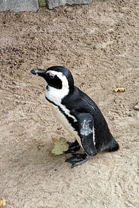 pingvin, Zoološki vrt, životinja, ptica, Životinjski svijet, voda ptica, znatiželjan