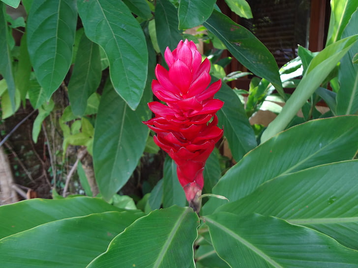 red flower, tropical flower, alpínia