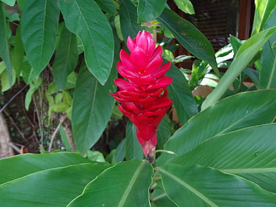 flor vermelha, flor tropical, Alpinia