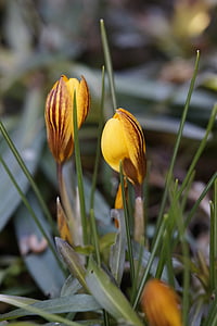 crocus, garden, end of winter, bud, early bloomer, spring, yellow
