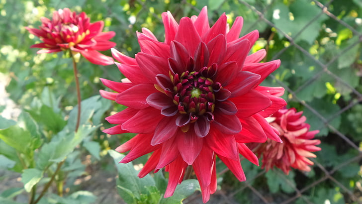 červená, Dahlia, květ