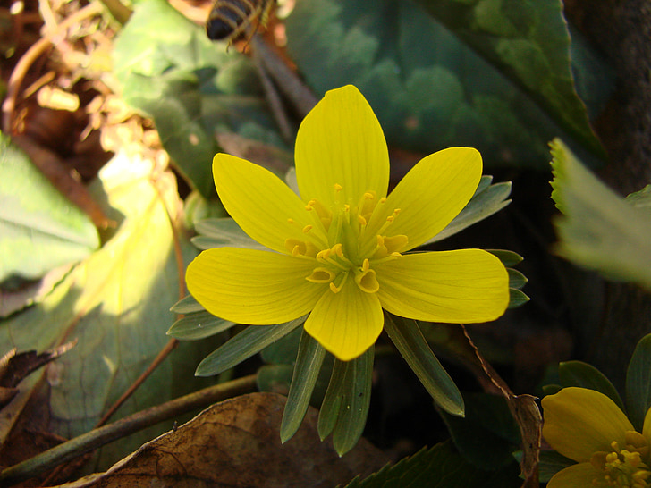 flower, yellow, yellow flower, plant, blossom, bloom