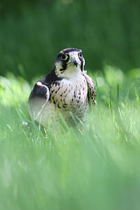 lanner falcon, bird of prey, falcon, lanner, falconry, wildlife, predator