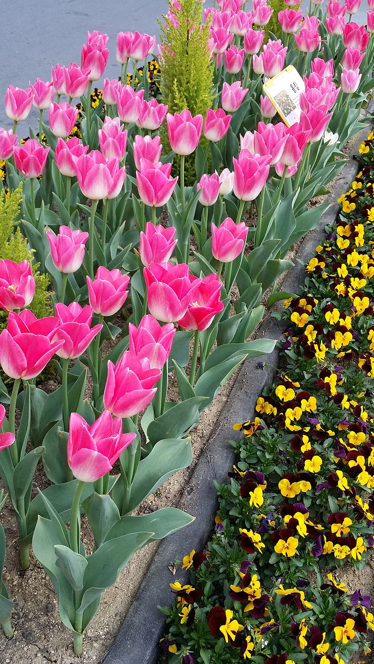 tulip, spring, flowers, nature, flower, plant, springtime