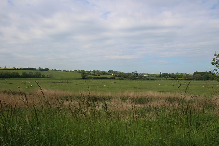 grass, nature, sheep, rural Scene, meadow, summer, agriculture