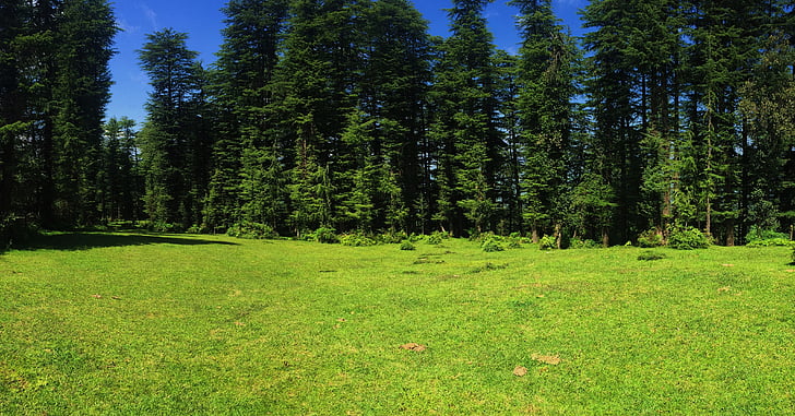 meadow, trees, green, forest, landscape, nature, tree