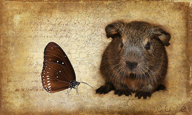 guinea pig, tóc mịn, trẻ con vật, lemonagouti, màu đen-kem-agouti, Ngọt ngào, bướm