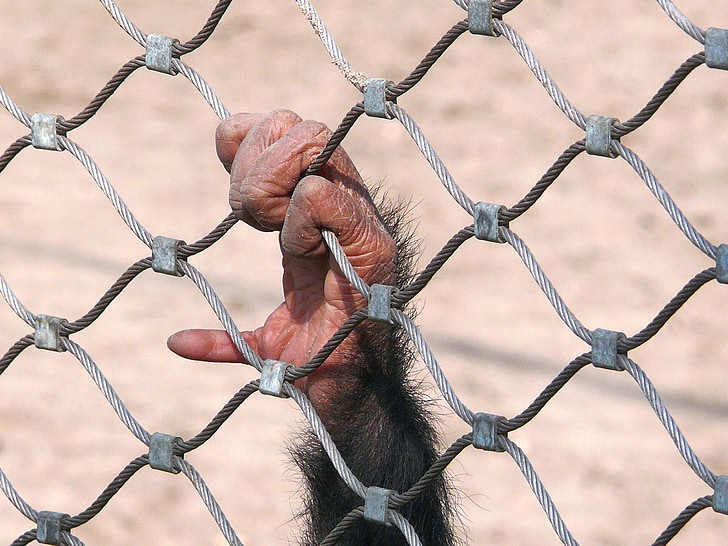 mico, ximpanzé, servitud, Esgrima, presó, el tancament de, cables