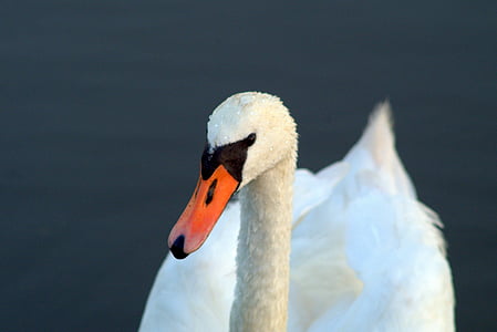 swans, swan, young swans, gray, white, young, wild birds
