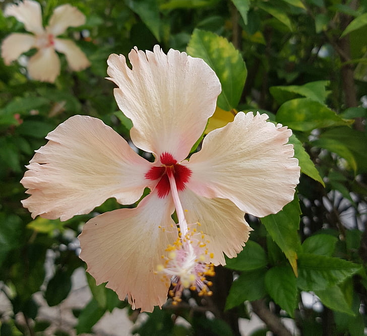 Hibiscus, blomst, PETAL, Bloom, Tropical, lyse, blomstermotiver