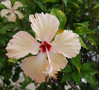 Hibiscus, kvet, Petal, kvet, Tropical, svetlé, Kvetinová