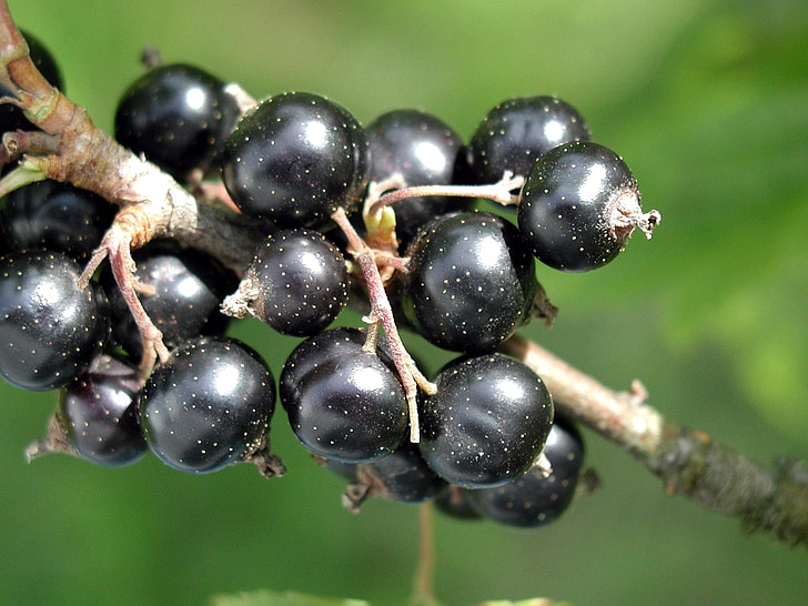 spinarum, Карисса, Черная смородина, Черная смородина, фрукты, растения, Флора