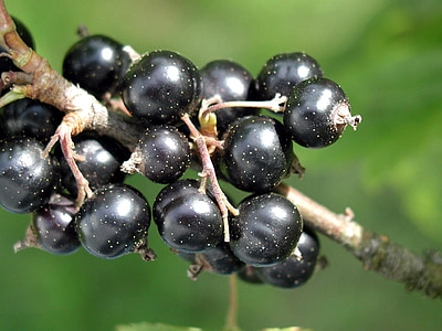 spinarum, Carissa, blackcurrant, blackcurrant, buah-buahan, tanaman, Flora