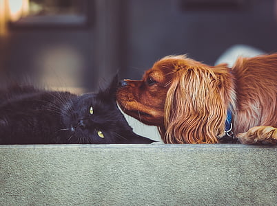 μαύρο, γάτα, κοντά σε:, σκύλος, γατάκι, το κουτάβι, κατοικίδιο ζώο