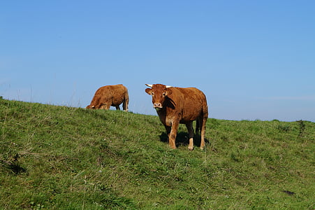 koe, dieren, vee, landbouw, veld, grasland, Prairie
