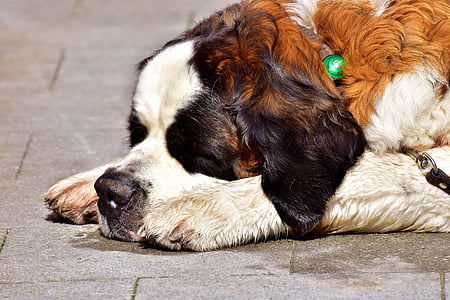pies, o. bernard, snu, zmęczony, brązowy, zwierząt, reszta
