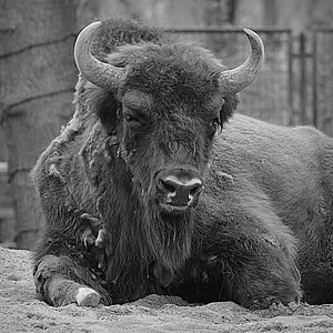 bison, animal, horns, mammal